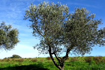 Olivos llegando a Peralada.