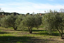 Campos de oliveras.