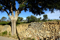 Pared de piedra seca y alcornoque.