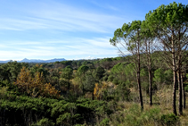 Bosque de pino blanco i brotes de romero.