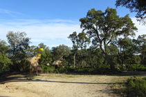 Bosque de alcornoques.