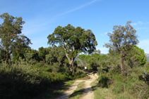 Camino a la fuente de la Verneda.