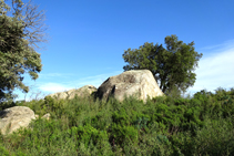 Bloques graníticos entre brotes de romero.