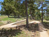 El camino avanza por entre un bosque de pino negro.