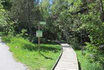 El camino se adentra en el bosque.