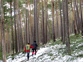 Itinerario por el Bosque de Virós