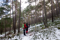 Pinar de pino rojo.