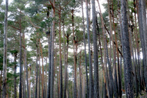 Majestuosa pinar de pino rojo.