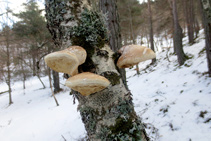 "Chaga" (<i>Inonotus obliquus</i>), el hongo del abedul blanco.