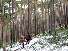 Itinerario por el Bosque de Virós