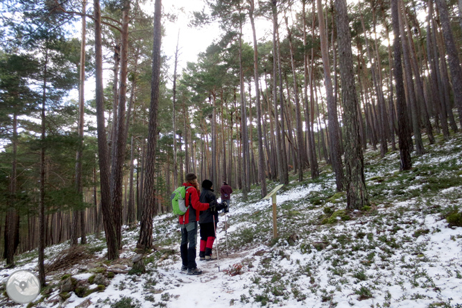 Itinerario por el Bosque de Virós 1 