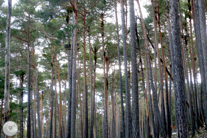 Itinerario por el Bosque de Virós 1 