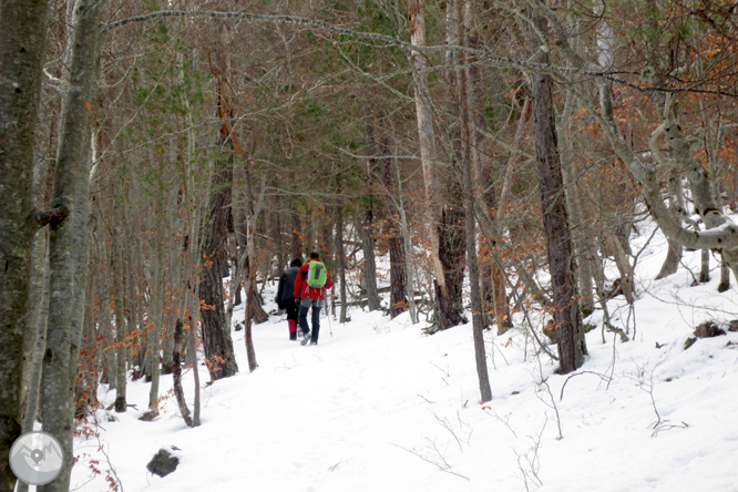 Itinerario por el Bosque de Virós 1 