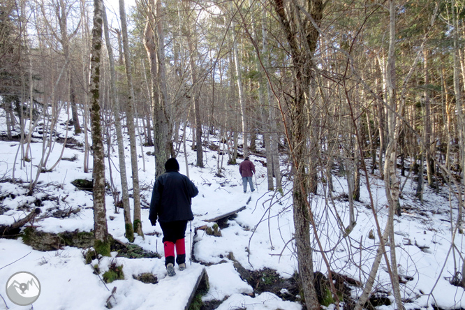 Itinerario por el Bosque de Virós 1 