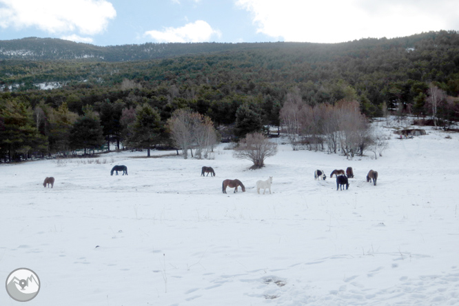 Itinerario por el Bosque de Virós 1 