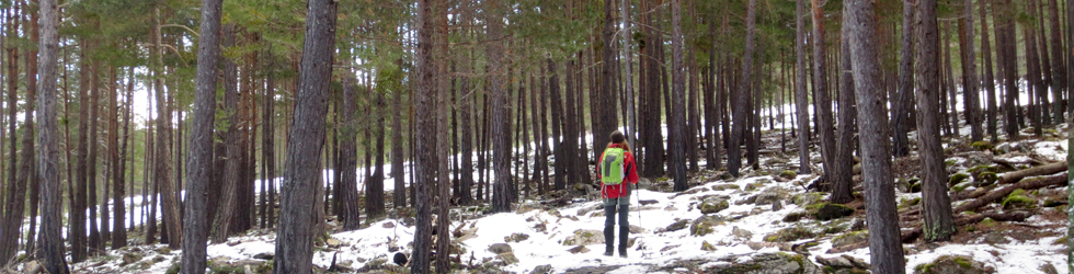 Itinerario por el Bosque de Virós