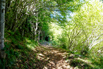 Típico bosque de las laderas sombrías pirenaicas.