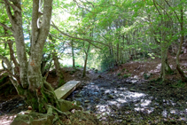 El camino del bosque de Carlac.