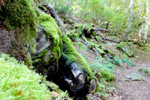 El sotobosque cubierto de musgos y helechos.