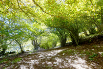 Avellanos en el valle de Carlac.