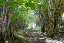 El avellanedo en el valle de Carlac.