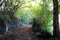 Camino empedrado, entre avellanos y chopos.