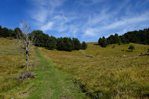 Entrando en el pinar.