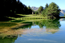 <i>Sparganium angustifolium Michx</i> en el lago de Arres.