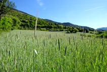 Campos de cereales camino a Surp.