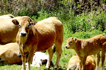 Rebaños de vacas en Sorre.
