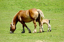 Caballos pastando en Sorre.