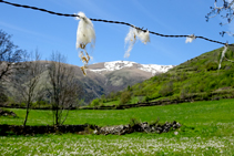 Pastos del valle de Àssua.