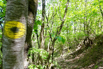 En el bosque de avellanos camino a Altron.