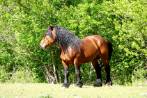 Caballo en los pastos de Altron.