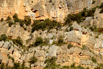 Las cornisas de los riscos ofrecen refugio a las encinas y a todo tipo de aves como el halcón peregrino, el águila culebrera o el avión roquero.