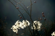 Rosal silvestre con etéreas semillas de <i>clematis</i>.