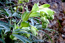 El eléboro florece en invierno y es una planta tóxica, muy habitual en las umbrías del piso montano, como las que nos encontramos en esta ruta.