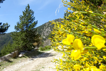 Piorno en el valle de la Llosa.