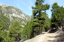 Bosque de pino negro en el valle de la Llosa.