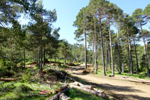 Trabajos forestales en el collado de Terra Negra.