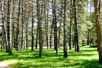 El campo del Ermità.