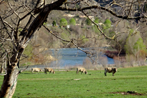 Vacas pastando en los prados de Les Vernedes.