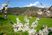 Prados de pasto en la borda de Soriguer.