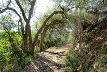 Espacio Natural Protegido Massís de les Cadiretes.