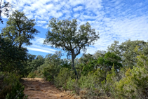 El bosque del macizo de les Cadiretes.