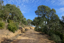 Los bosques del macizo de la Ardenya-Cadiretes.