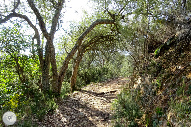 Macizo de la Ardenya desde Sant Feliu de Guíxols 1 