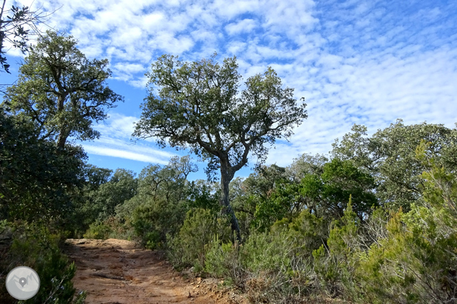 Macizo de la Ardenya desde Sant Feliu de Guíxols 1 