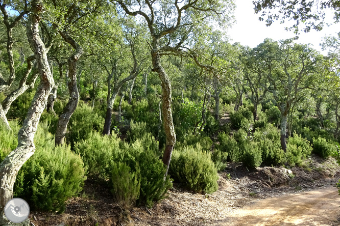 Macizo de la Ardenya desde Sant Feliu de Guíxols 1 