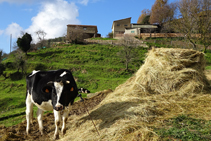 Vaca Frisona en el Mas Lladré.